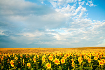 An image of a field of sunflowers