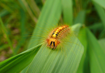 Caterpillar of Gypsy Moth 3