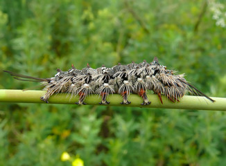 Close-up of Caterpillar 15