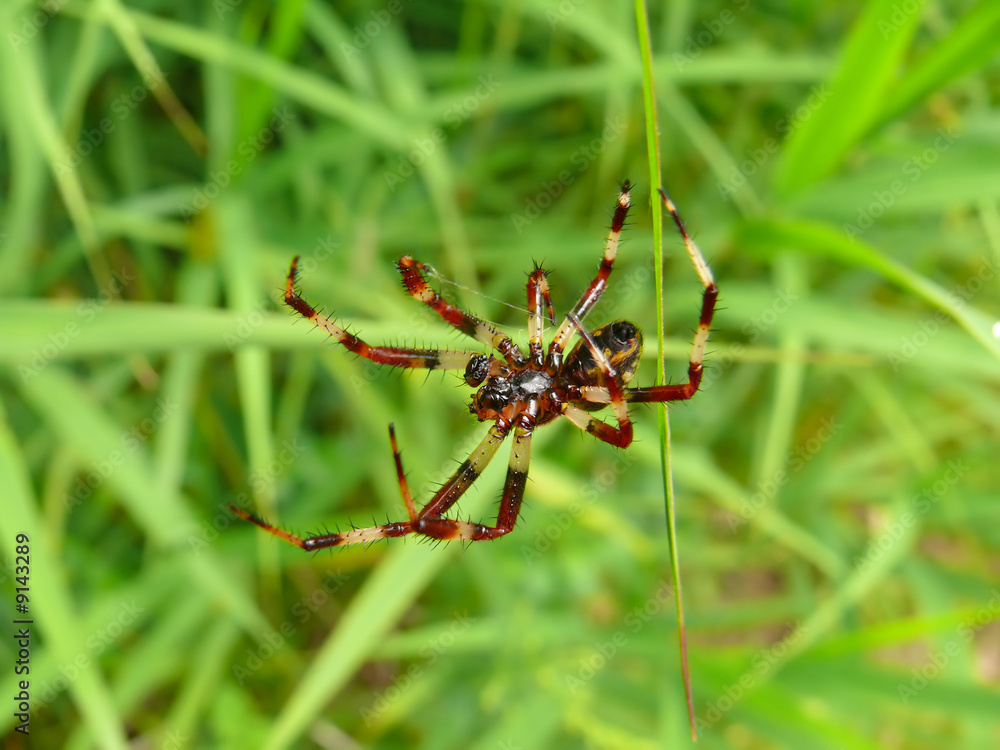 Wall mural Spider 36