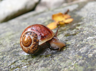 Snail 8