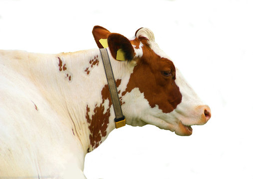 Vache ruminant