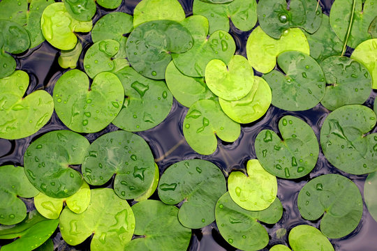 Waterplant Foliage In Water