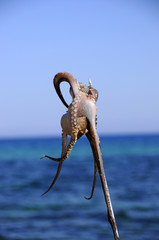 octopus