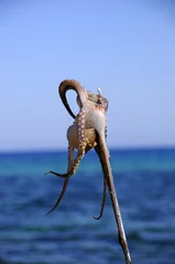 Stof per meter Octopus © Zbyszek Nowak