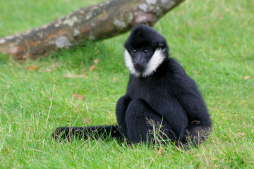 Gibbon