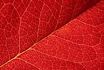 Fototapeta na wymiar highly detailed image of red leaf texture