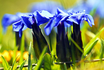 Enzian (Clusius-Enzian)