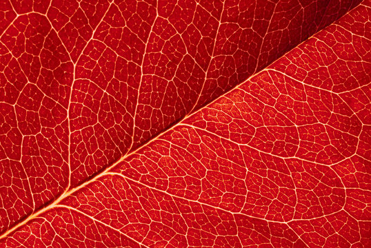 highly detailed image of red leaf texture