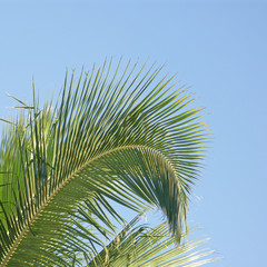 palme sur ciel