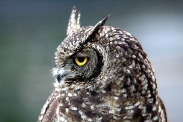 Obraz premium Profile of a handsome eagle owl with yellow eye