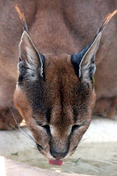 Caracal lynx lapping up water with it's tongue