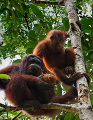 Fototapeta premium .two orangutan, in sarawak ( borneo )