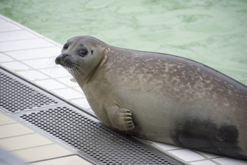 Sick seal