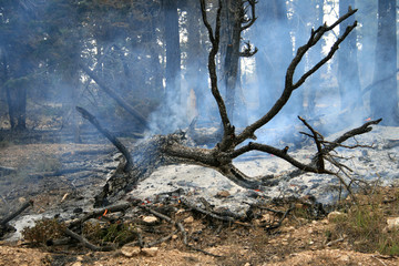 forest fire