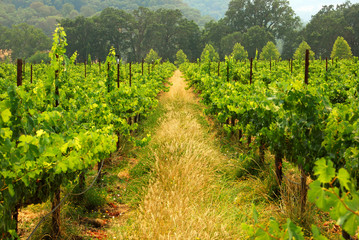 Naklejka premium California Vineyard