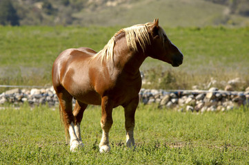 CABALLO TALLO CERDANYA 4271 4