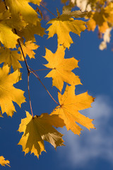 Naklejka na ściany i meble Autumn background from maple leaves