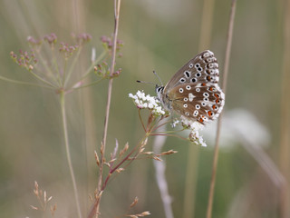 A photography of a beautiful little butterfly
