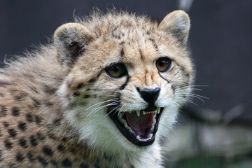 Gepard © Martina Berg