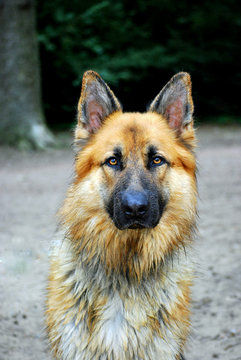German shepherd