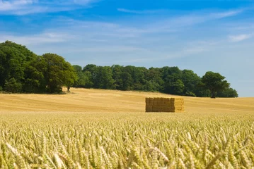 Photo sur Plexiglas Campagne Haystack in field of golden corn