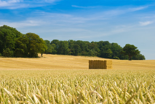 Haystack in field of golden corn