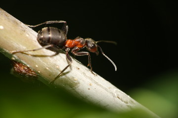 ant on branch