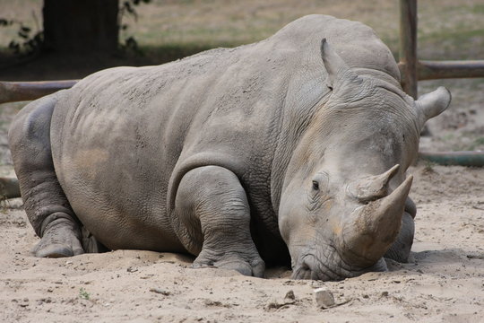 sleeping rhino