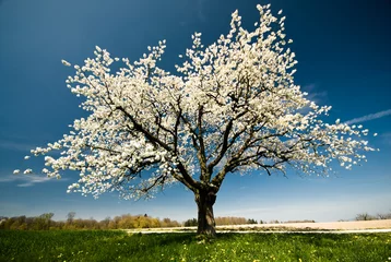 Fototapeten Einzelner blühender Baum im Frühjahr. © Peter Wey