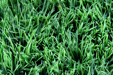 grass
