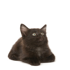 A black kitten lays down on a white background and looks up