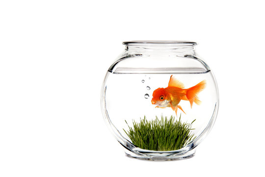 Calm Goldfish Bowl With Green Grass and Fish Blowing Bubbles