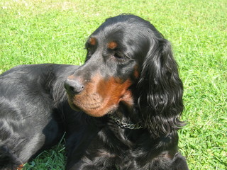 Gordon Setter