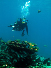 Shots of scuba diving in the Florida keys