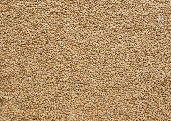 millet seeds