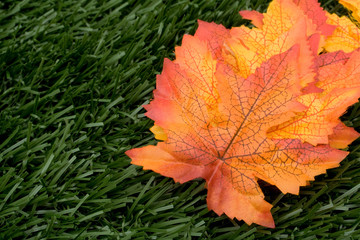 Fall leaves on green grass background, fall background