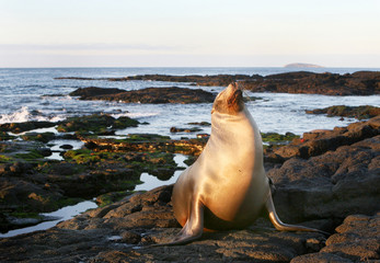 Sea Lion on the Shore