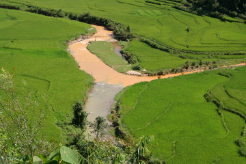 Confluence dans les rizières