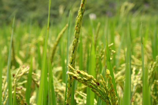 Plan de riz