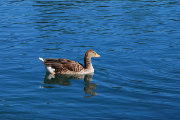 canard dans un lac