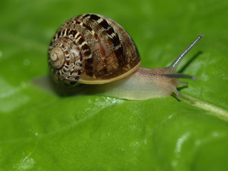 Snail slug on a lettuce leaf