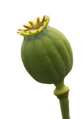 A photo of opium plant - 9156618