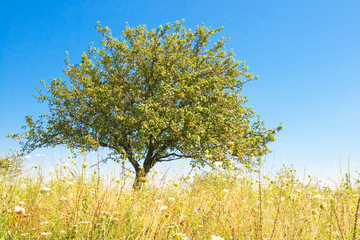 Lonely apple tree on a field