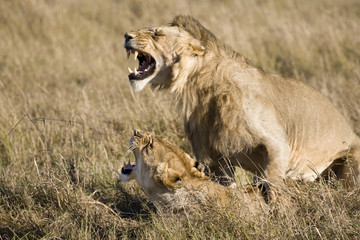 Mating Lions, Masai Mara, Republic of Kenya, East Africa