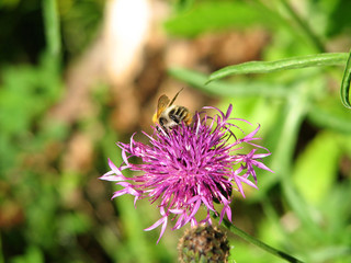 Bumblebee