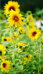 Sunflowers in the garden