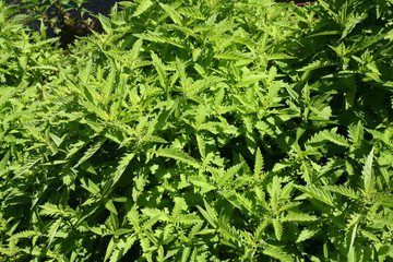 green tree leaves closeup in flower spring