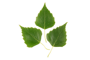Fototapeta premium Green leaf on a white background