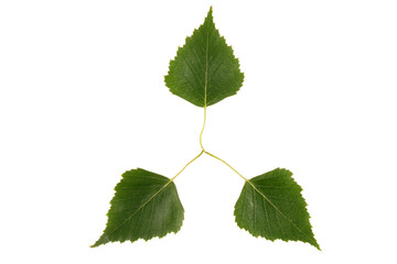 Green leaf on a white background